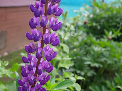 Lupine purple lupine wild flower photo