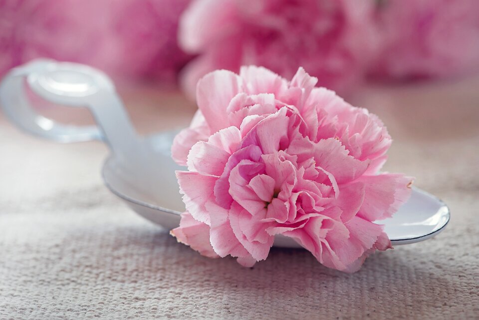 Bloom pink petals