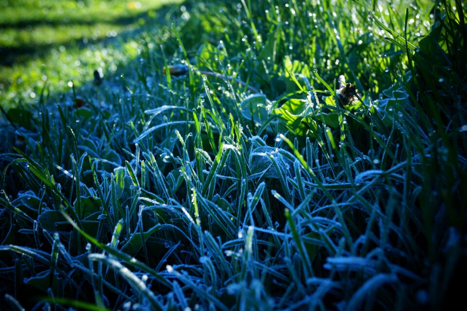 Morning frost grass magic