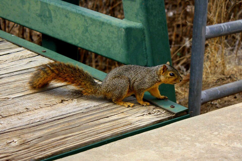 Rodent fluffy bridge