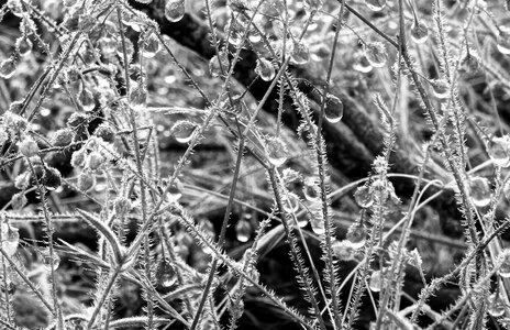 Plant morgentau black and white photo