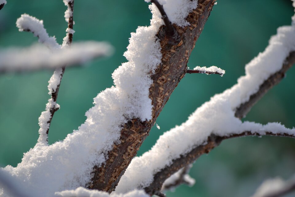 A branch cold branch