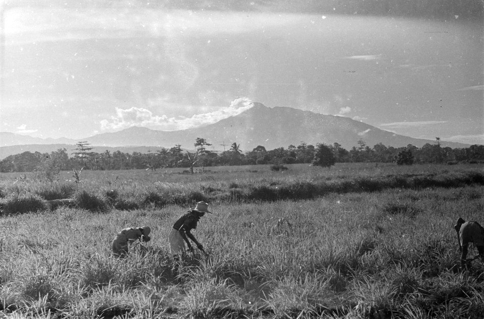 Landschap met zicht op Gunung Salak. Op de voorgrond zijn boeren bezig in de rij, Bestanddeelnr 119-4-4