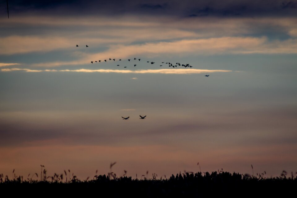 Flying migratory birds wing