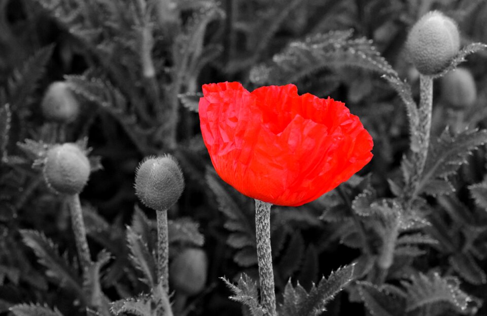 Red poppy red blossom