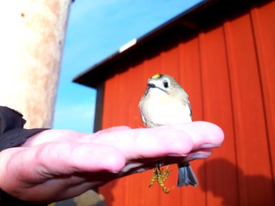 Landsort2011 061