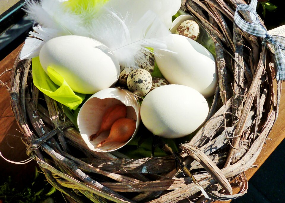 Egg egg shells white eggs