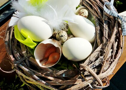 Egg egg shells white eggs photo