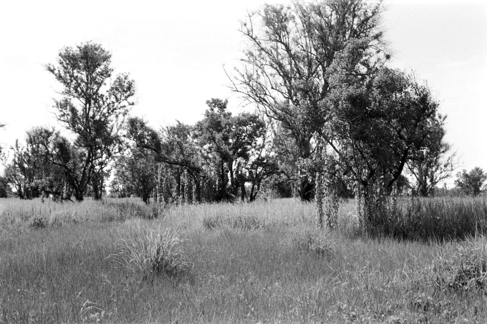 Landschappen, bomen, Bestanddeelnr 251-3475