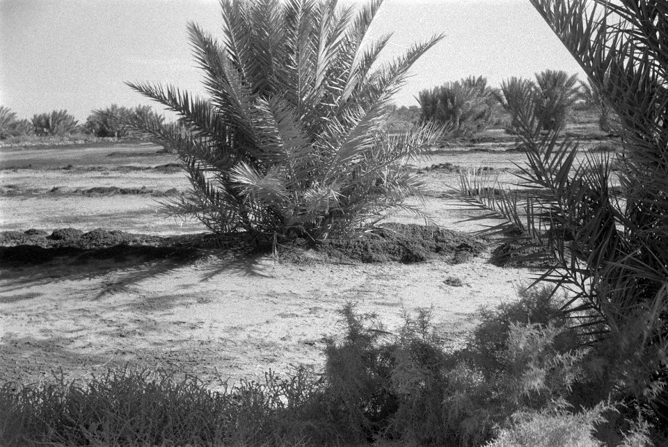 Landschappen, bomen, Bestanddeelnr 251-3327