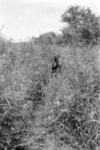 Landschappen, bomen, struiken, Bestanddeelnr 251-3485
