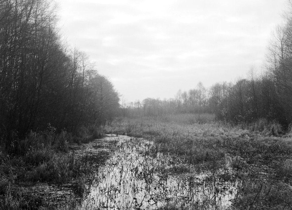 Landschappen, bomen, plassen, den wal, de kooiplas, Weitemanslanden, Bestanddeelnr 253-6569