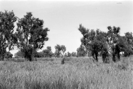 Landschappen, bomen, struiken, Bestanddeelnr 251-3478