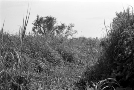 Landschappen, bomen, struiken, Bestanddeelnr 251-3477