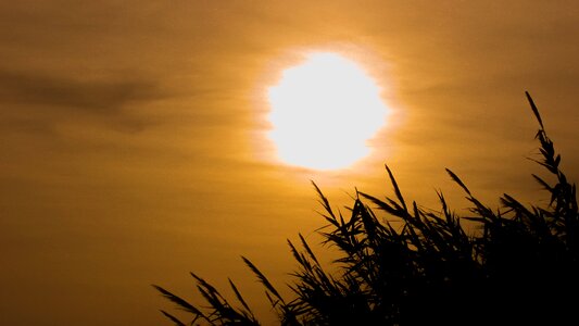 Clouds reeds sun photo