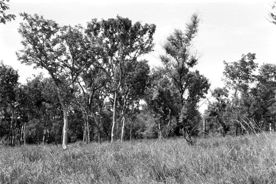 Landschappen, bomen, struiken, Bestanddeelnr 251-3479