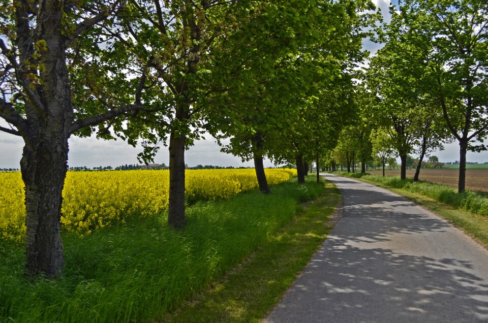 Road fields spring