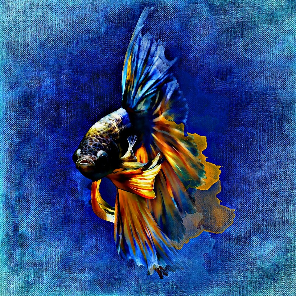 Swim abstract colorful