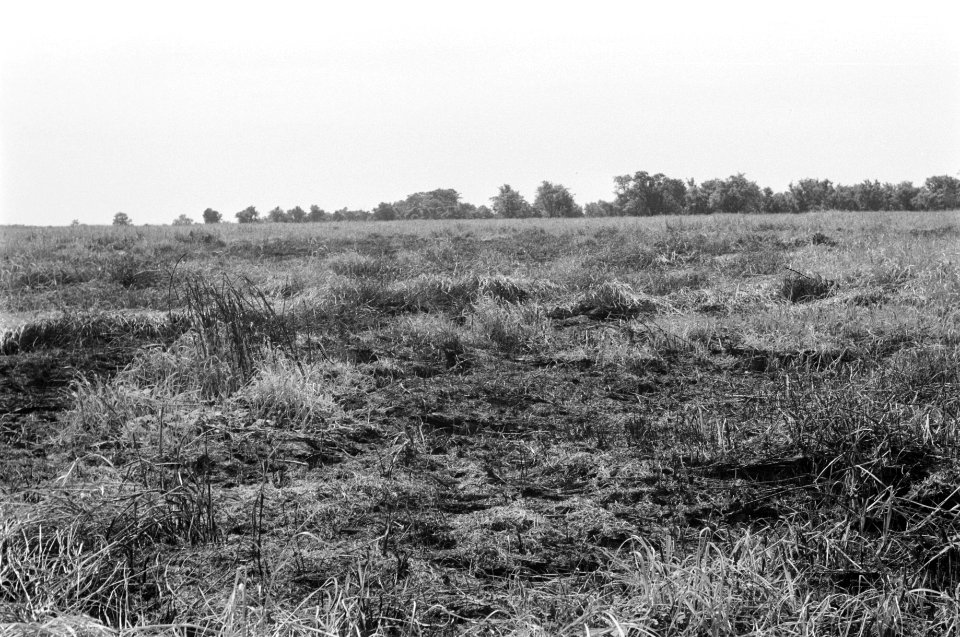 Landschappen, bomen, struiken, Bestanddeelnr 251-3481