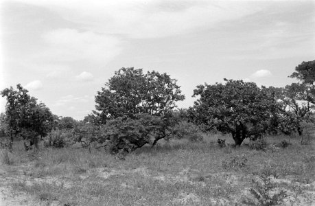 Landschappen, bomen, struiken, Bestanddeelnr 251-3496