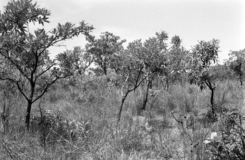 Landschappen, bomen, struiken, Bestanddeelnr 251-3490