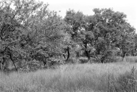 Landschappen, bomen, struiken, Bestanddeelnr 251-3482