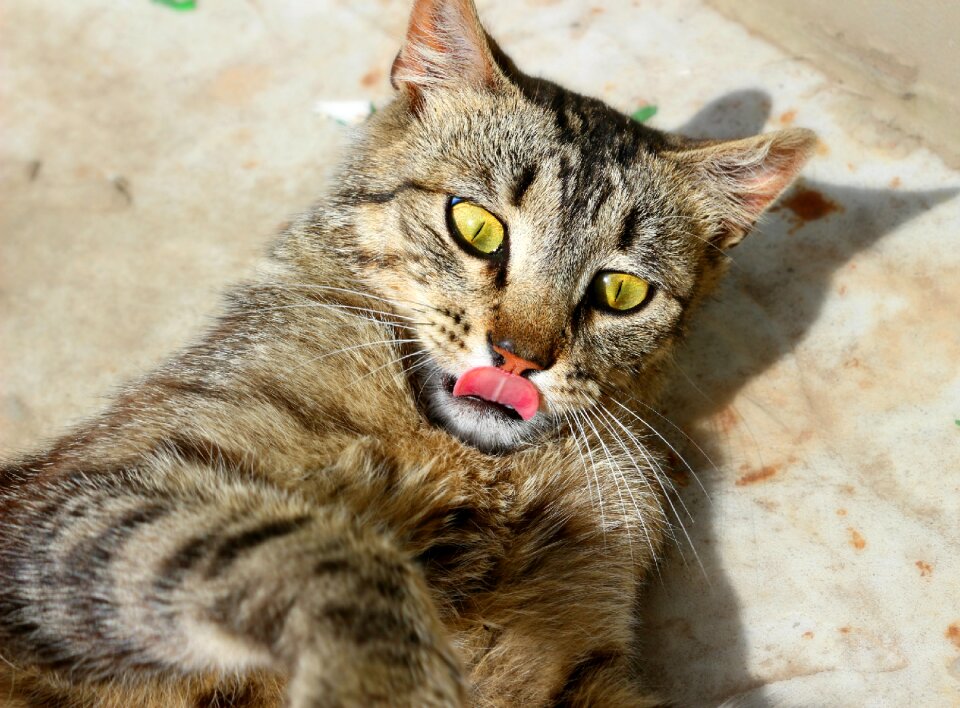Eyes tongue animal