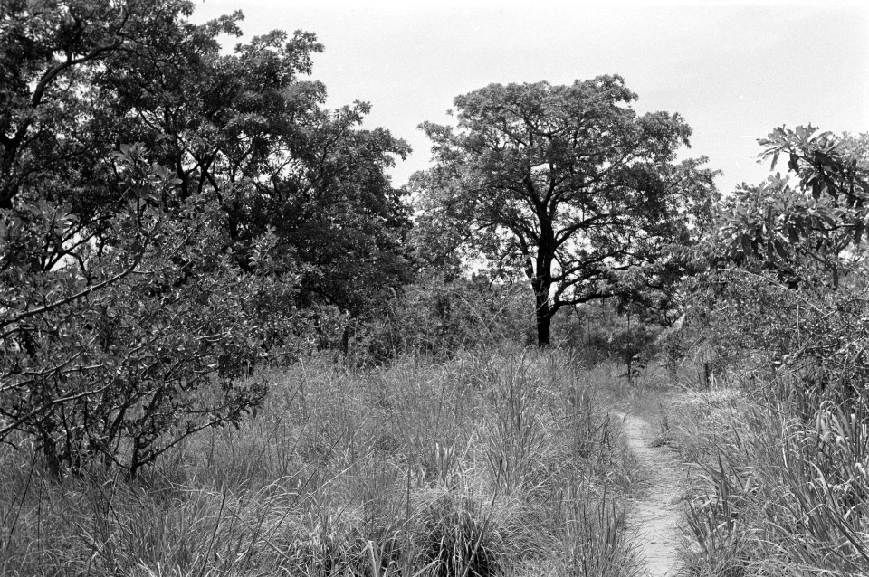 Landschappen, bomen, struiken, Bestanddeelnr 251-3489
