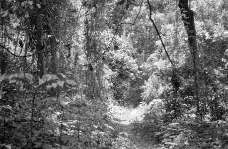 Landschappen, bomen, struiken, Bestanddeelnr 251-3498