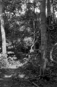 Landschappen, bomen, struiken, Bestanddeelnr 251-3499