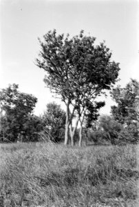Landschappen, bomen, struiken, Bestanddeelnr 251-3480