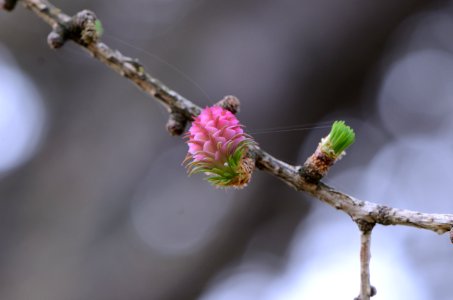 Larix decidua female