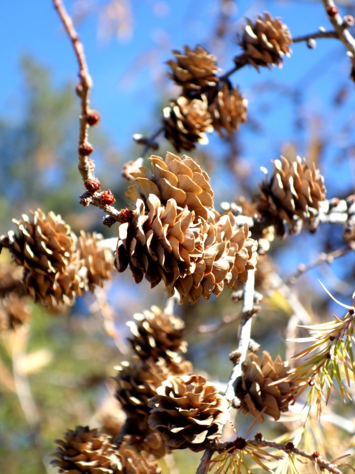 Larix kaempferi - Quarryhill Botanical Garden - DSC03502