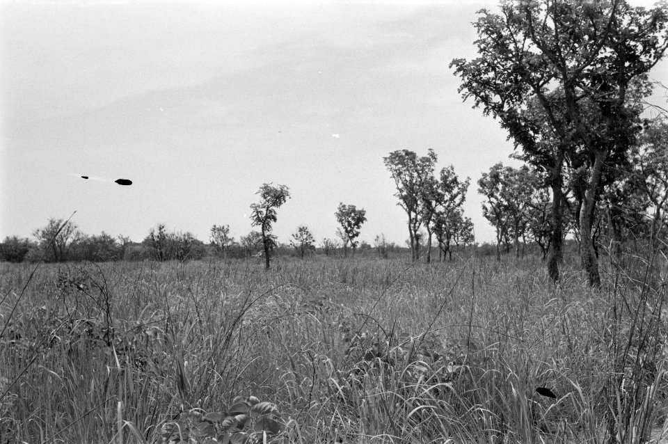 Landschappen, bomen, struiken, Bestanddeelnr 251-3487