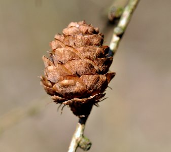Larix-decidua-02-fws