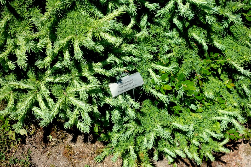 Larix kaempferi 'Wolterdingen' - Asticou Azalea Garden - Northeast Harbor, Maine - DSC03584