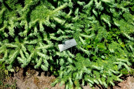 Larix kaempferi 'Wolterdingen' - Asticou Azalea Garden - Northeast Harbor, Maine - DSC03584