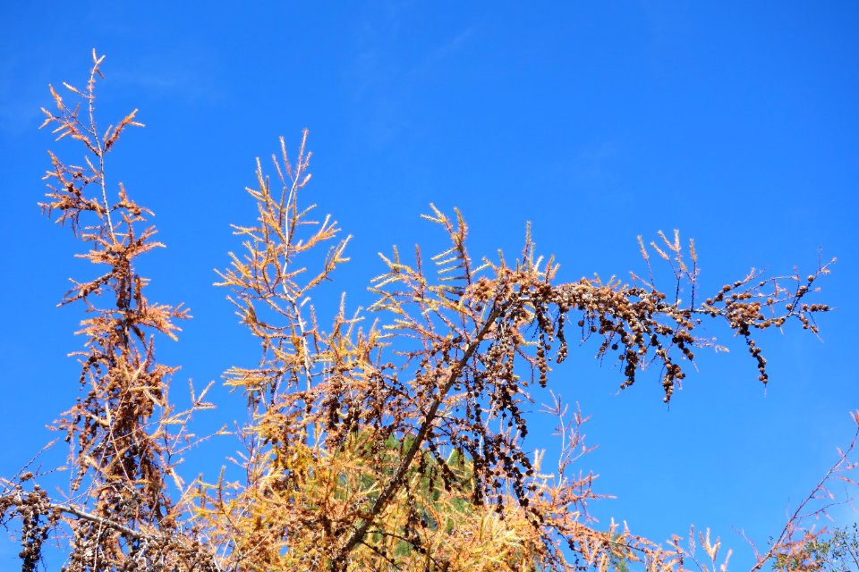 Larix kaempferi - Quarryhill Botanical Garden - DSC03523