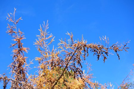 Larix kaempferi - Quarryhill Botanical Garden - DSC03523