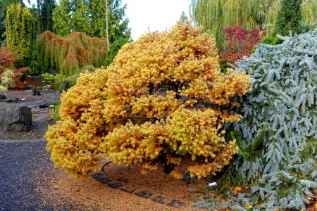 Larix gmelinii 'Romberg Park' - Oregon Garden - Silverton, Oregon - DSC00278