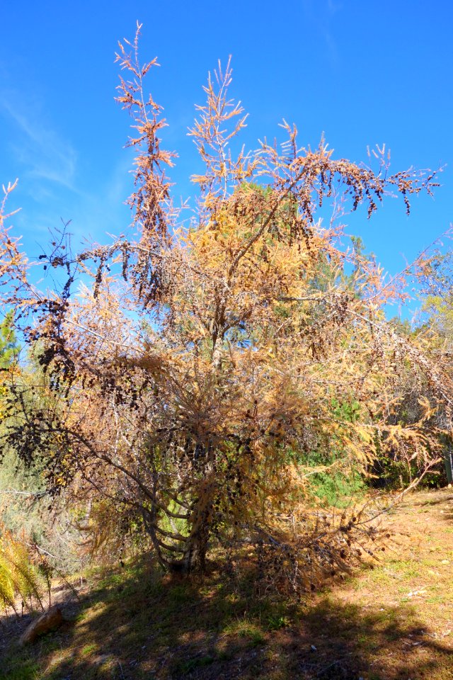 Larix kaempferi - Quarryhill Botanical Garden - DSC03507