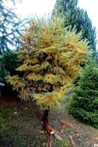 Larix kaempferi 'Wolterdingen' - Oregon Garden - Silverton, Oregon - DSC00262