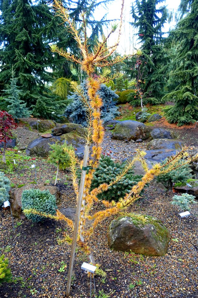 Larix decidua - Oregon Garden - Silverton, Oregon - DSC00235