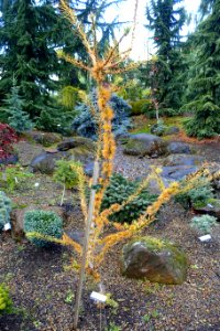 Larix decidua - Oregon Garden - Silverton, Oregon - DSC00235