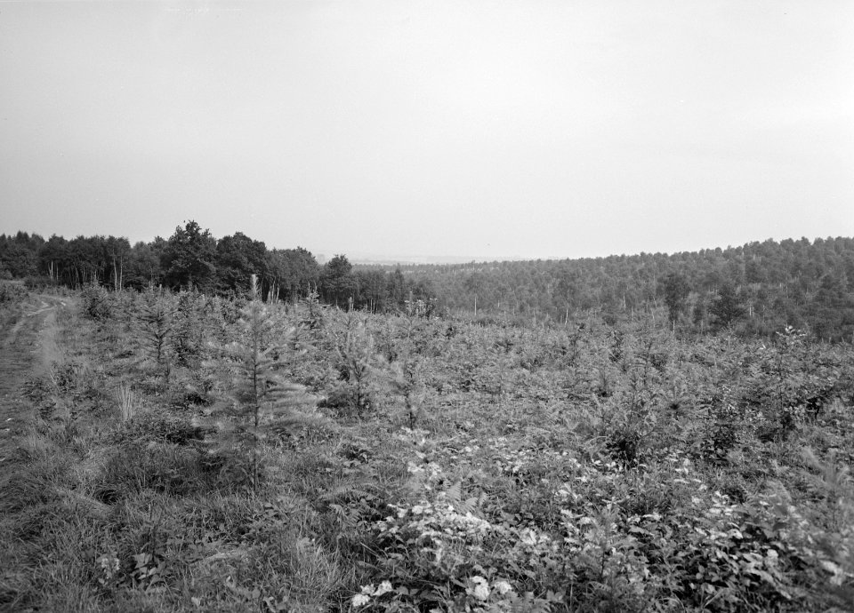 Lariks en douglas, larix, elzeterberg, Witten, Bestanddeelnr 166-0194