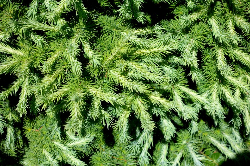 Larix kaempferi 'Wolterdingen' - Asticou Azalea Garden - Northeast Harbor, Maine - DSC03590