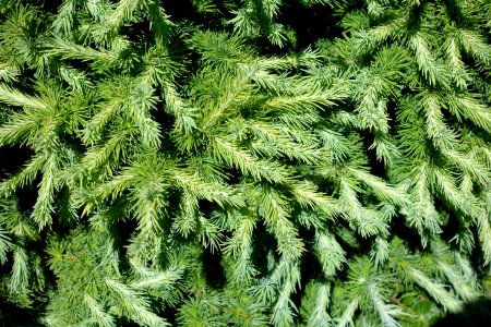 Larix kaempferi 'Wolterdingen' - Asticou Azalea Garden - Northeast Harbor, Maine - DSC03590