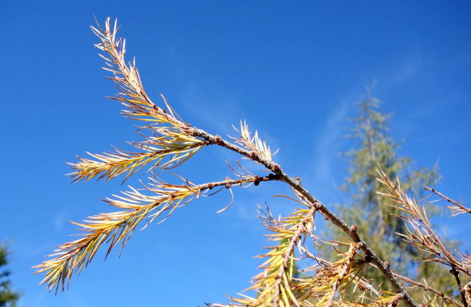 Larix kaempferi - Quarryhill Botanical Garden - DSC03504