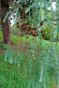 Larix kaempferi 'Pendula' - Hillier Gardens - Romsey, Hampshire, England - DSC04433