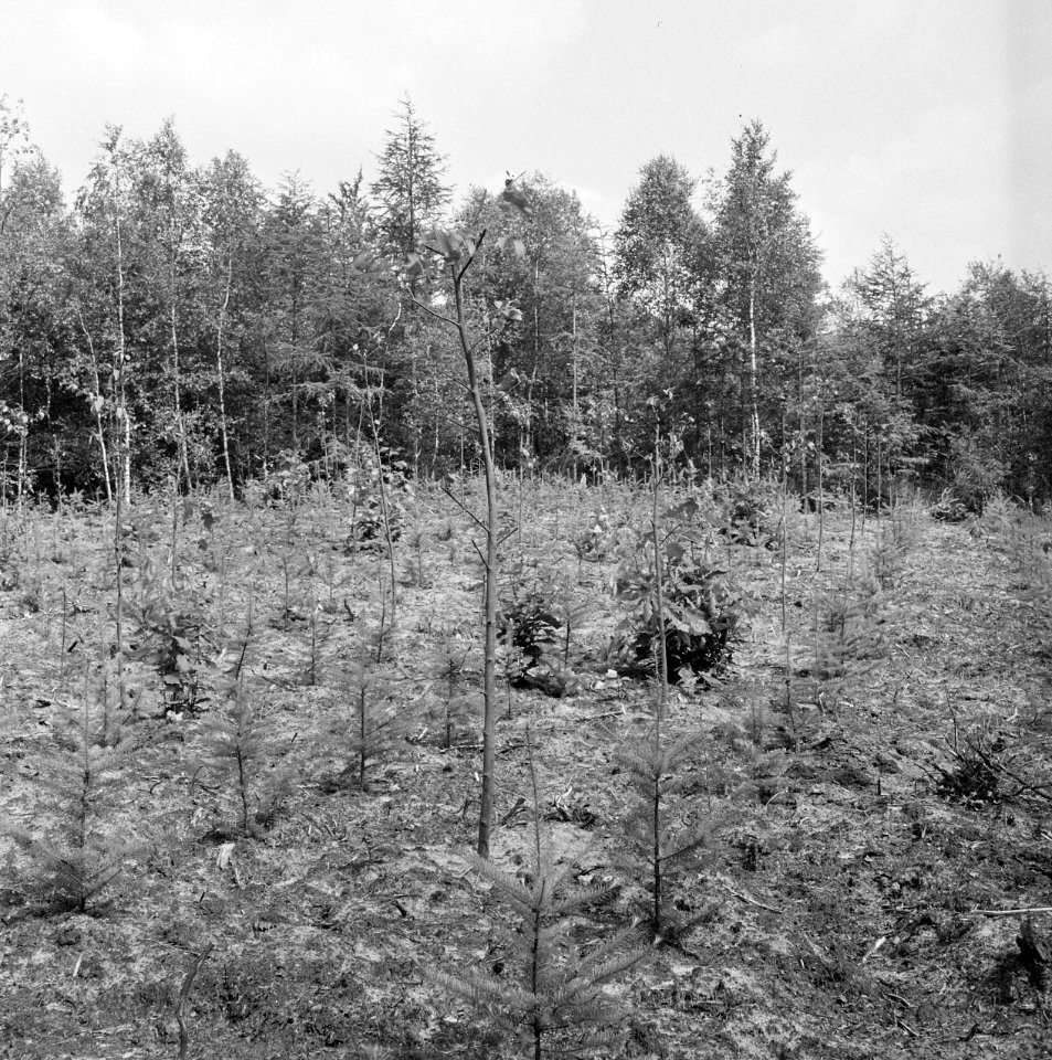 Lariks, douglas, Bestanddeelnr 250-8217